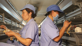 海兰灰海兰褐蛋鸡苗批发价格,蛋鸡苗养殖孵化厂家,青年鸡批发规模养殖