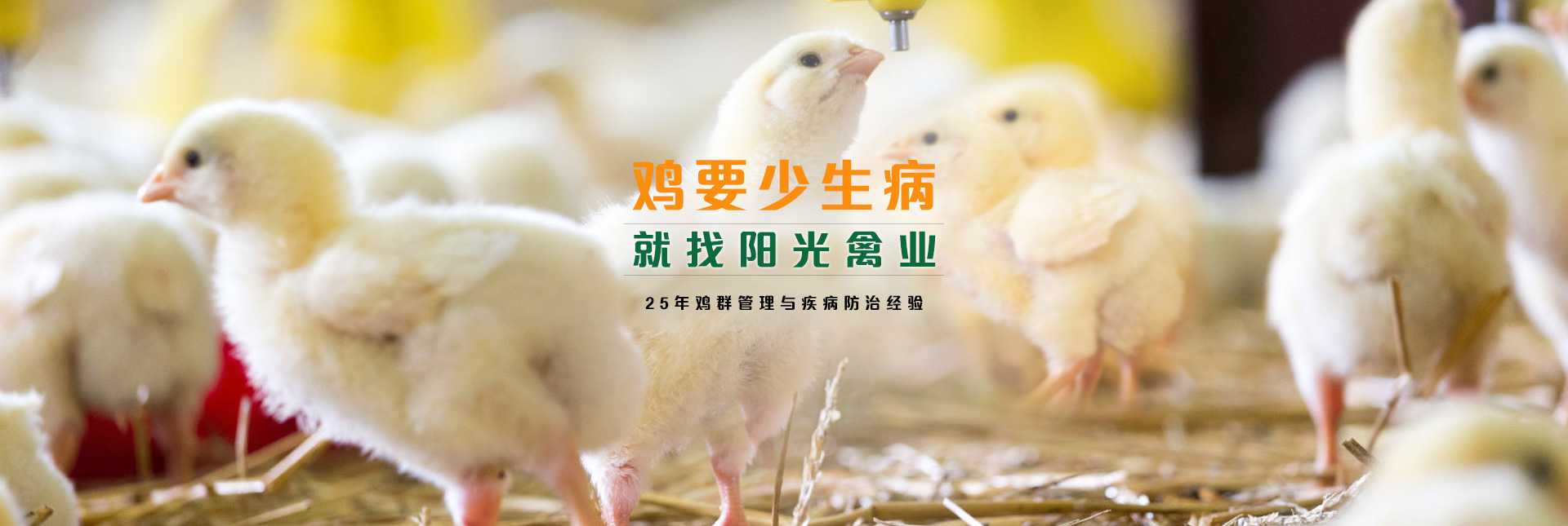 鸡病预防诊治,就找漯河阳光禽业
