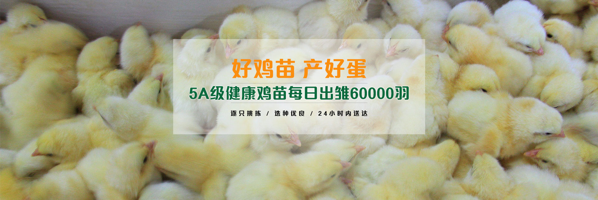 海兰灰，海兰褐，伊莎褐，漯河阳光禽业