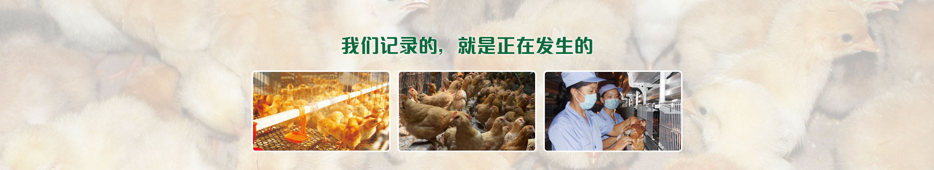 阳光禽业客户案例