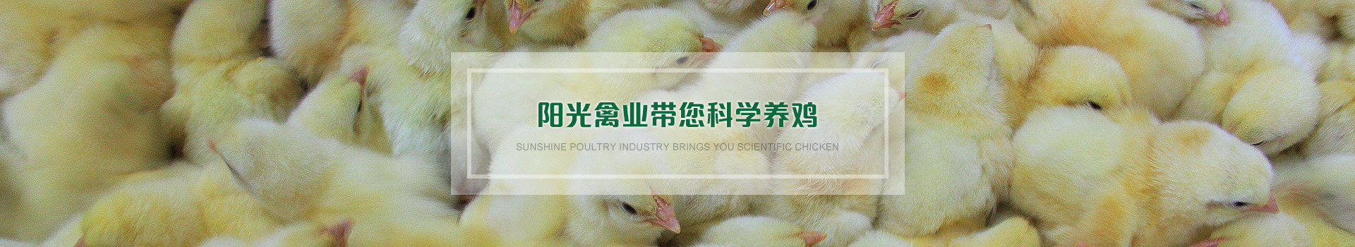 阳光禽业带您科学养鸡