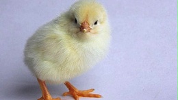 影响初产蛋鸡产蛋率的因素有哪些