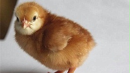 冬季蛋鸡养殖经验——蛋鸡冬季高产养殖方法总结