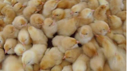 蛋种鸡养殖厂为您介绍蛋鸡饲养的标准是什么