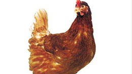 青年鸡育雏批发厂浅谈青年鸡的饲养管理技术