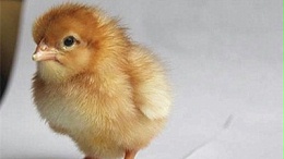 你是否了解养殖蛋鸡苗该怎样预防疾病的传播呢