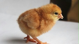 判断青年鸡育雏批发是否合格的标准