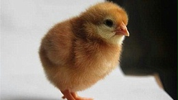 蛋鸡苗批发选好蛋鸡苗的重要性