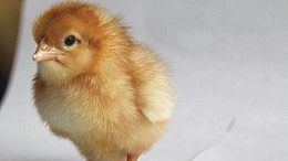 漫长酷热的夏日，你知道青年鸡养殖如何防暑吗