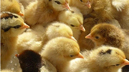 蛋种鸡养殖厂：蛋鸡产蛋期养殖注意事项