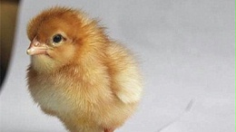 蛋鸡患有脑脊髓炎不要慌，蛋鸡苗孵化基地有妙招