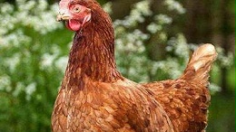 海兰褐蛋鸡可以散养吗？海兰蛋鸡怎么散养