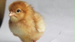 在提高青年鸡的整齐度上应该怎么做才好