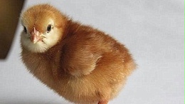 养鸡知识分享：引起鸡群大肠杆菌的主要因素