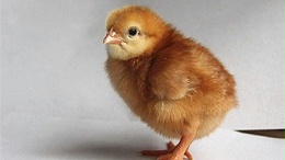 海兰褐蛋鸡苗该怎么养？海兰褐蛋鸡苗病症怎样预防