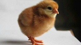 海兰褐青年鸡养殖如何提高海兰褐壳蛋鸡产蛋率