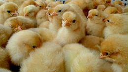 阳光禽业浅析：鸡苗骗局再度升级,进鸡需要擦亮眼睛!