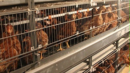 阳光禽业为您浅析防治青年鸡咳嗽应注意的一些事项