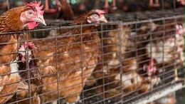 阳光禽业解析青年鸡在不同阶段需要注意事项