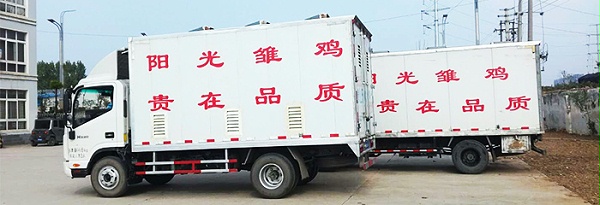 阳光禽业罗曼灰蛋鸡苗批发