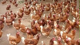 阳光禽业浅析海兰褐蛋鸡在冬季要做好综合疫病防治