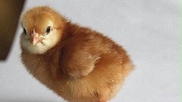 初次养殖青年鸡鸡苗需要做好哪些准备工作