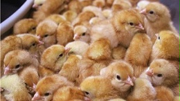 浅谈海兰褐蛋鸡养殖前景好不好