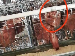 滑液囊支原体