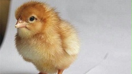 蛋鸡苗孵化基地：冬季蛋鸡养殖技术之如何保温