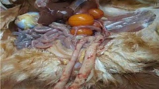 鸡毒支原体现状