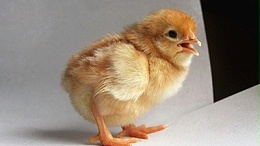 蛋鸡养鸡技巧：养鸡人必备的鸡病防控措施