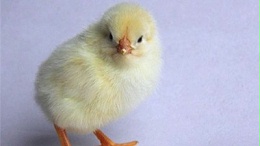 冬季罗曼灰蛋鸡养殖四大注意事项