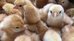 阳光禽业浅析：养鸡人谈养鸡，让人值得深思!