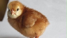 60日龄青年鸡的饲养管理要点介绍