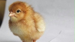 海兰褐蛋鸡养殖技术细节，快看看