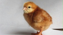 冬季蛋鸡饲养管理需要注意些什么