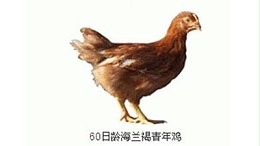 青年鸡养殖期间鸡舍怎么清理