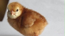 蛋鸡苗批发教你怎样防备鸡瘟