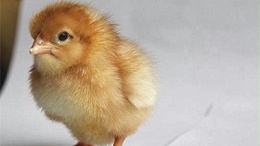 冬季雨雪严寒天气蛋鸡饲养管理技术要点