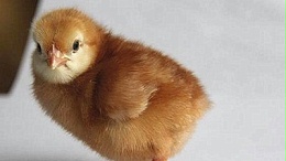 养鸡场五大常见性疾病及改善方法！收藏了