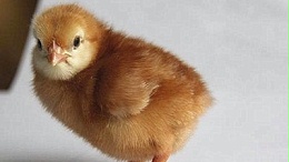 青年鸡在育成期容易出现的问题有哪些呢