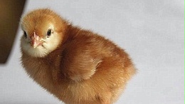 蛋鸡青年鸡养殖现状和未养殖前景怎么样