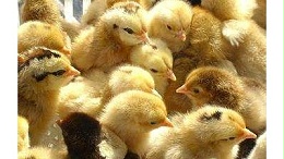 蛋鸡苗孵化厂讲解常见的鸡苗寄生虫病和解决办法