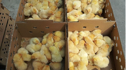 养鸡时常见的5种细菌性疾病及治疗方法