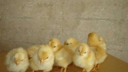 问养鸡场该怎么应对下雨天遇到的一些问题呢