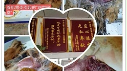 雏鸡与青年鸡鸡病图