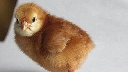 60日龄青年鸡入舍后主要工作与注意点