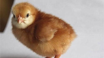 蛋鸡养殖技术之蛋鸡传染病都有哪些预防措施