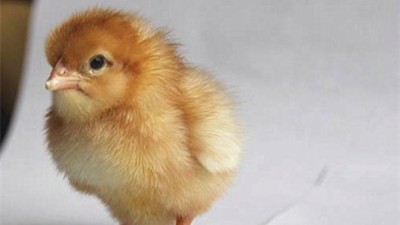 要做青年鸡育雏批发应该如何挑选青年鸡