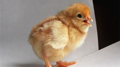 蛋鸡养殖常见导致蛋鸡死亡率高的六大原因